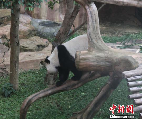 �D�顰�������ߡ���(d��)ľ�򡱡��������� �z