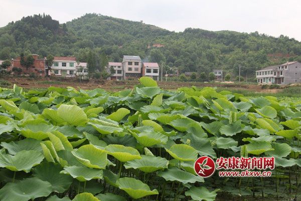 �h��p���(zh��n)�A�����������l(xi��ng)��