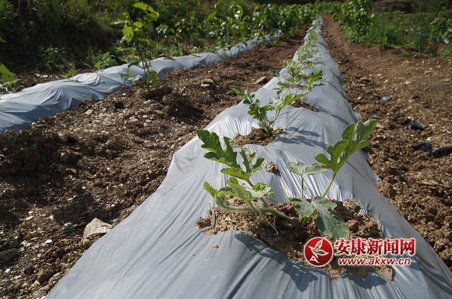 ��һ������L��ϲ�ˣ��Y���ֽ�B���@��һ�N�� �����۵ă��|����Ʒ�N��Ŀǰ�Ј�ϡȱ���ۃr����������ͨƷ�N���ϡ�.JPG