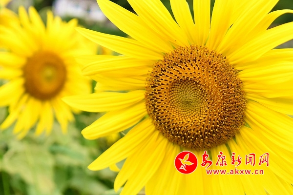 �Љ���Ƭ���տ�