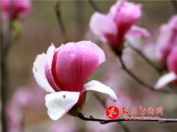 ���Ļ��_(k��i)�˽ǏR