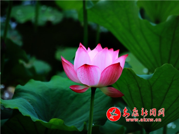 ƽ���������������Íu�Ϻɻ��_(k��i)