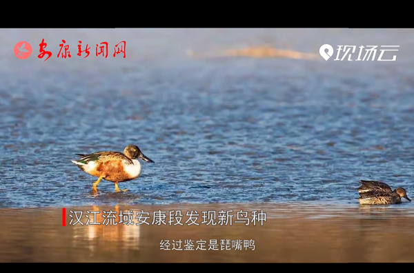 ҕ�����h�����򰲿��ΰl�F���B�N