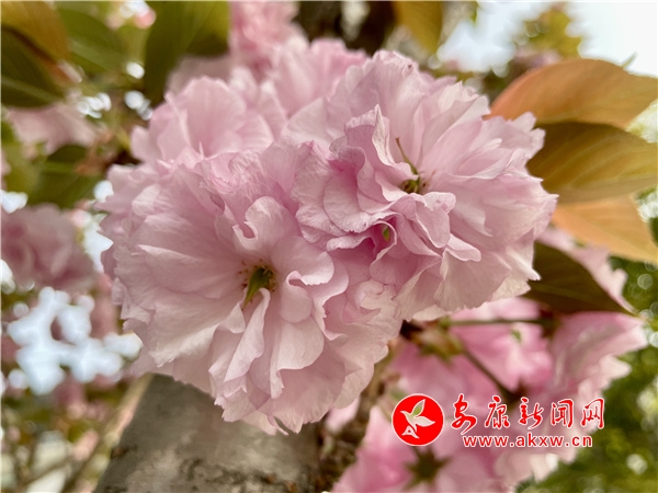 Ѯ��н�կ患��ѻ��N���M֦�^