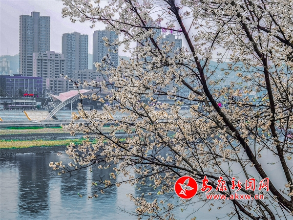 �����h���ɰ������