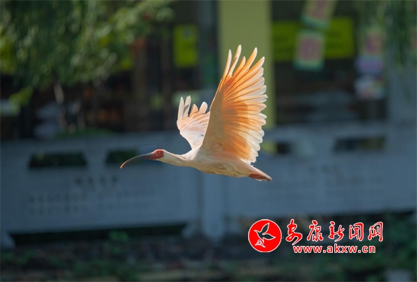 �hꎣ�����r�����q��