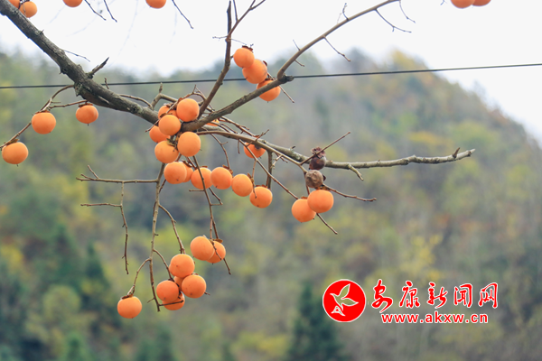 �l�����Ӽt �c�Y�þ�ɫ