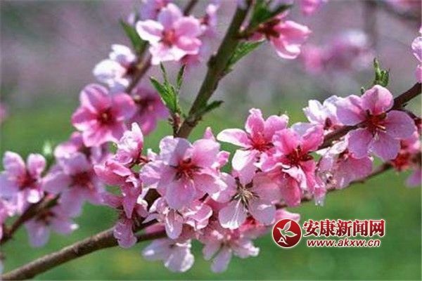 СԺ�һ��M֦�^