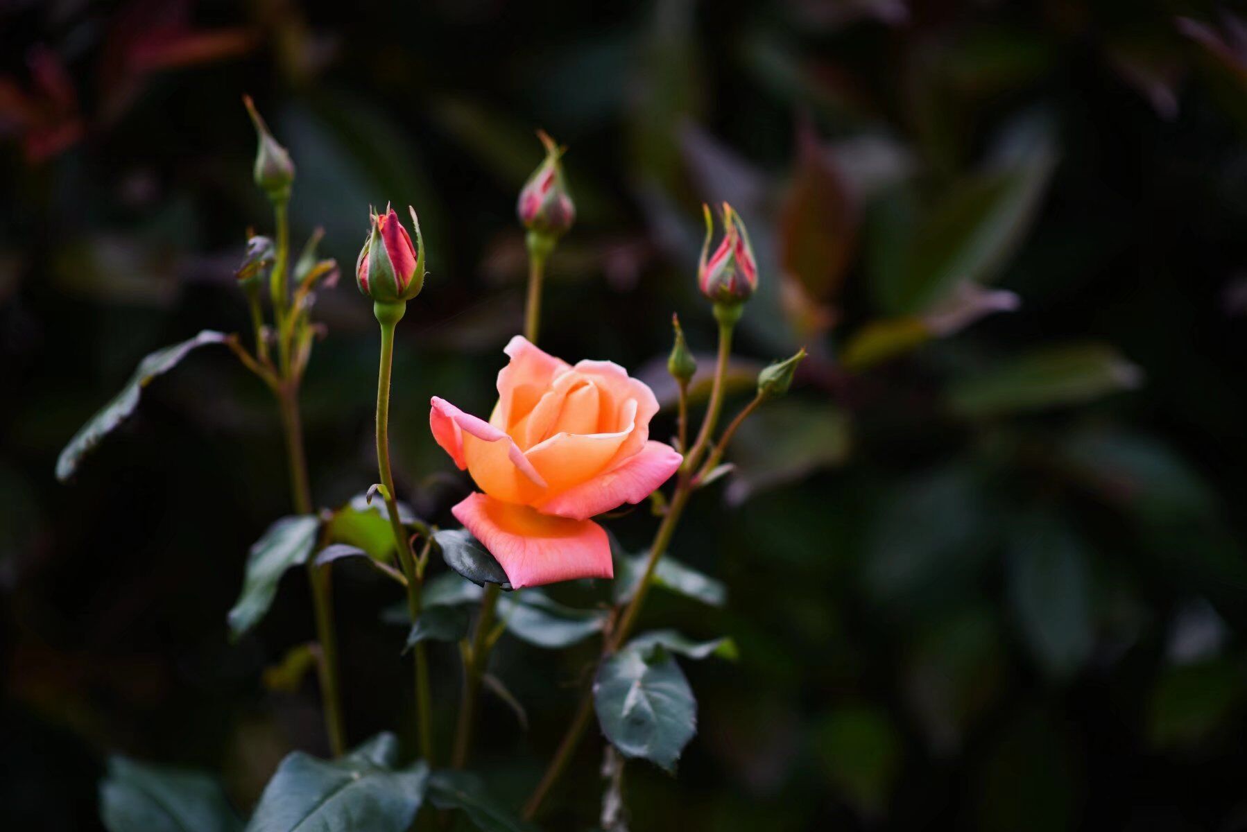 ���_�M֦�^